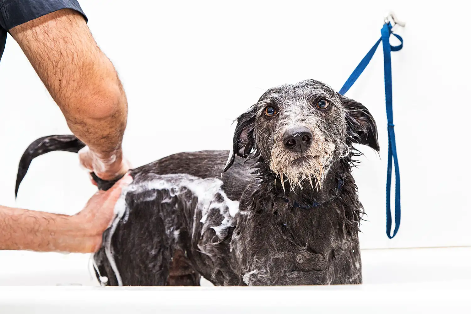 a dog being washed in a bathtub