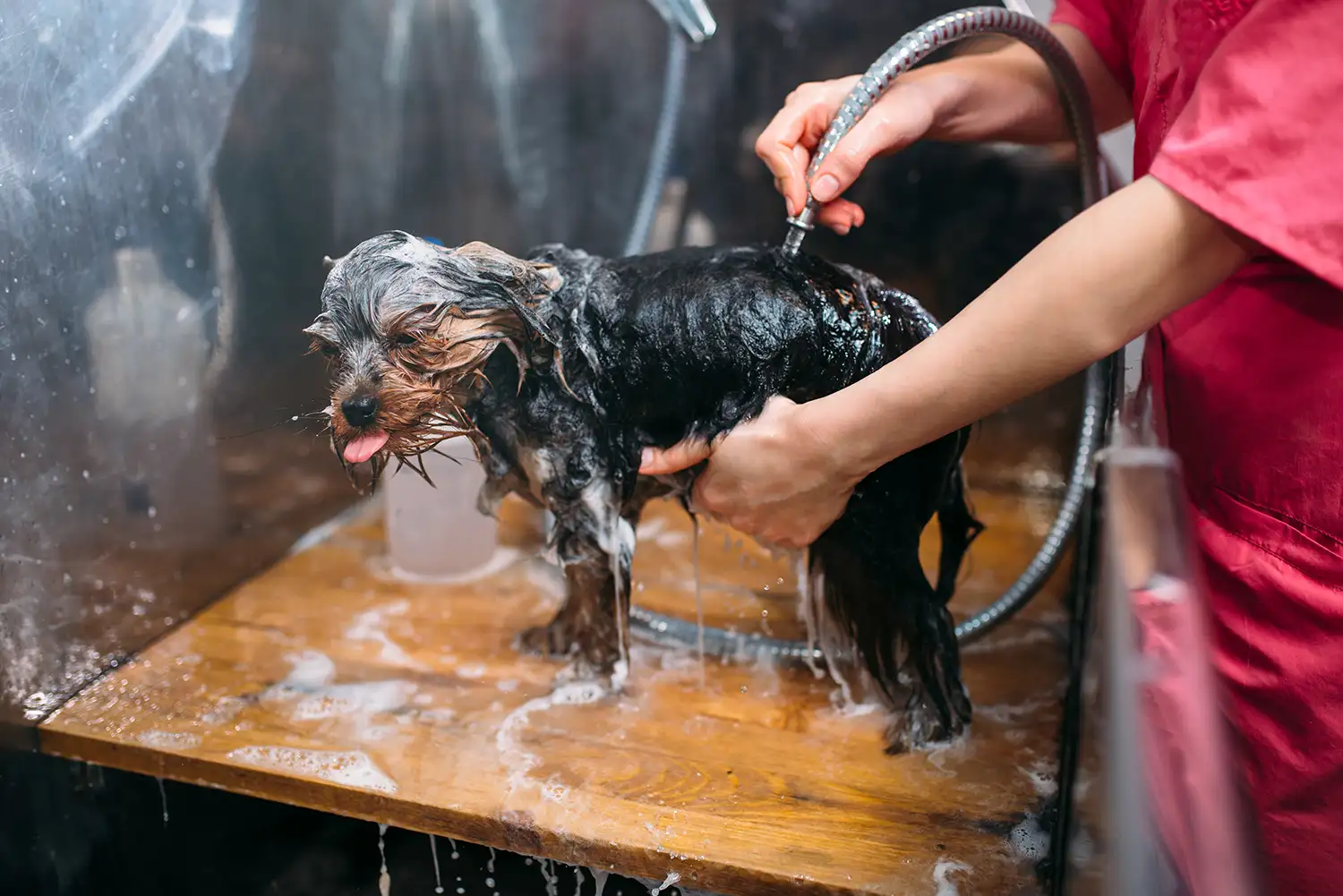 a person washing a dog