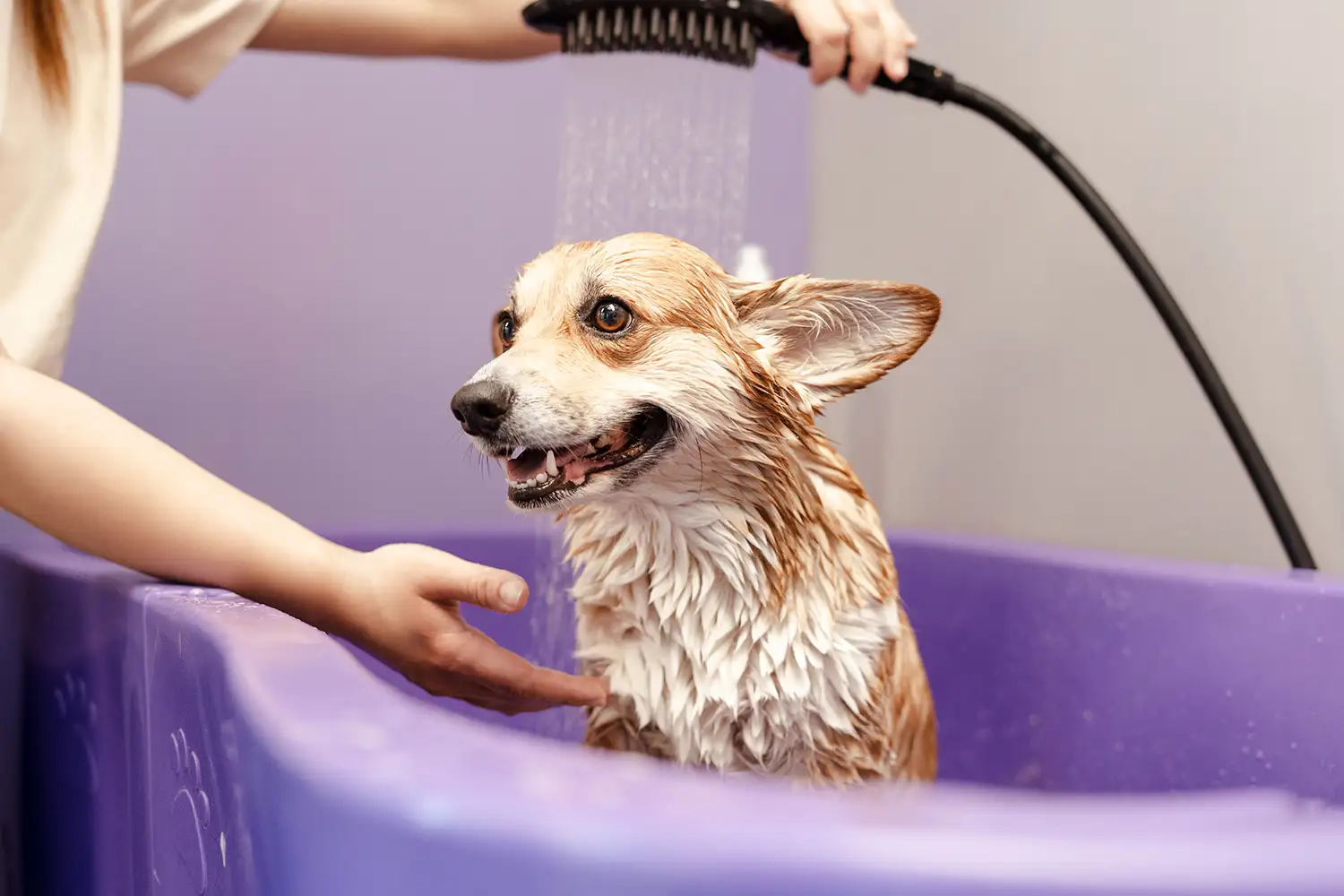 a dog being washed in a tub