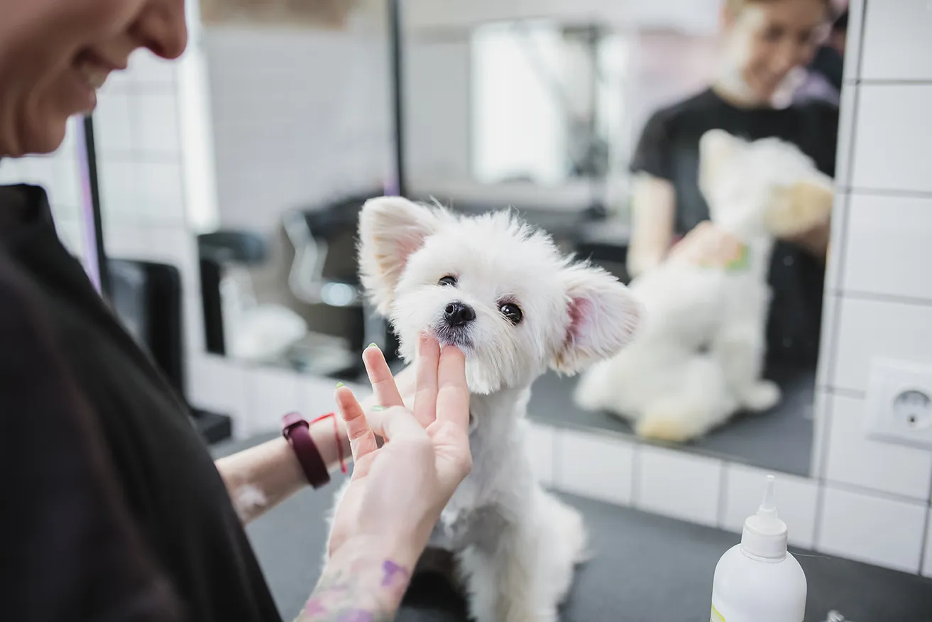 Puppy Cuts