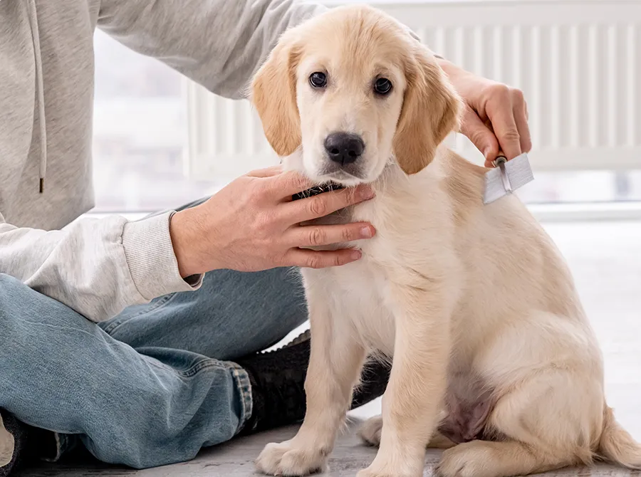 Puppy Cuts