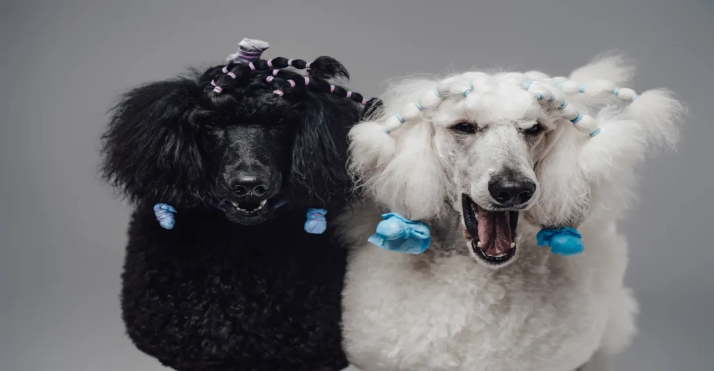 two dogs with braids on their heads