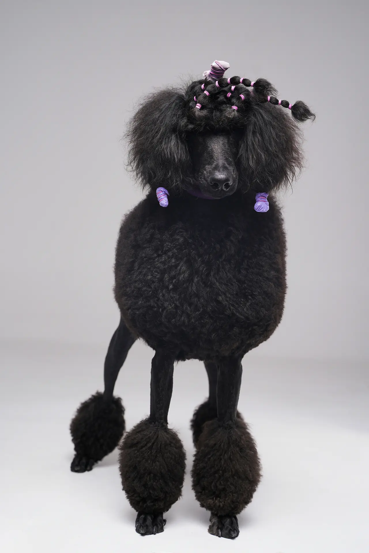 a black dog with braids on its head